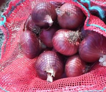 Onions (Red, Yellow) – product photo, Red Onions products found from trusted suppliers, wholesalers, manufacturers & exporters Listing