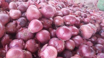 Fresh Onion Red onion , Yellow onion