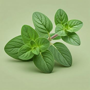 Oregano - Greentwiste Growers and Exporters - Kenya