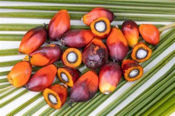 Palm Kernel Moisture Max 7% - 9% Broken Kernels Max 5% Shell Content Max 4% - 5% Oil Content Min 48% - 50% Impurities / Dirt Max 2% - 4% - Medilight global investment limited - Nigeria