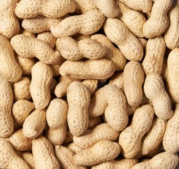 Peanut Origin India Damage Split Max 1% Moisture Content Max 8% Java Range 50/60, 70/80, 80/90 Bold Range 40/50, 50/60, 70/80 - H&R INTERNATIONAL - India