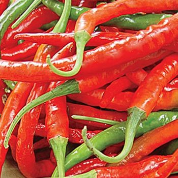 Chili pepper - Egy Herbs Land - Egypt