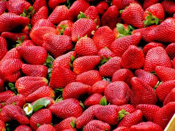 Strawberry Powder - Frist day  - Egypt