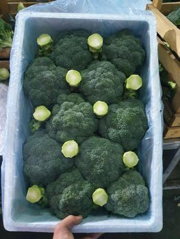 broccoli vegetables from World Import Export Trade LLC broccoli vegetables - World Import Export Trade LLC - Uzbekistan