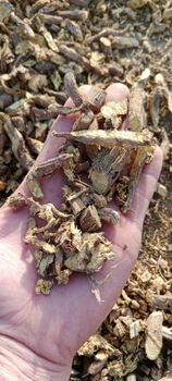 Licorice Root Origin Uzbekistan Form Stick, Powder, Tablet, Slice Additional Products Fresh Fruits And Vegetables, Dried Fruits And Vegetables, Iqf Frozen And Freeze Dried Fruits, Puree Fruit And Puree Vegetables, Honey, Rose Hips, Mushroom, Wheat, Corn, Maize, Barley, Flour, Sunseeds, Sunflower - World Import Export Trade LLC - Uzbekistan