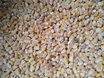 Yellow Corn Max Moisture 14% Competitive Price – product photo, Yellow Corn Seed products found from trusted suppliers, wholesalers, manufacturers & exporters Listing