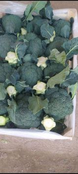 broccoli vegetables from World Import Export Trade LLC broccoli vegetables - World Import Export Trade LLC - Uzbekistan