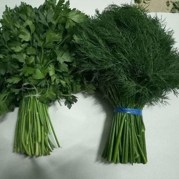 Dill -1.15$ kg Parsley  - 0.85$ kg Texture Fresh Form Dried, Frozen, Puree Flavor Barley, Black Eye Beans, Corn, Dill, Green Mung Beans, Herbs, Honey, Legumes, Light Beans, Maize, Mushroom, Parsley, Purple Beans, Red Beans, Rose Hips, Spices, Sunflower Oil, Wheat - World Import Export Trade LLC - Uzbekistan