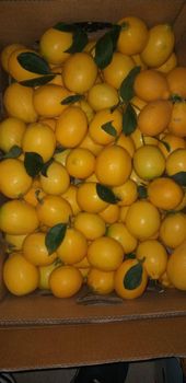 Fresh Lemon Origin Uzbekistan Color Dark Yellow Texture Fresh, Dried, Freeze Dried, Puree Form Fresh, Dried, Freeze, Frozen, Iqf, - World Import Export Trade LLC - Uzbekistan