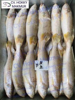 indonesia frozen croaker fish competitive price Weight (kg) 9 kg Variety BC, CY, TW, GL Place of Origin indonesia Size 50, 80, 100, 200, 300, - CV. Hokky Makmur - Indonesia