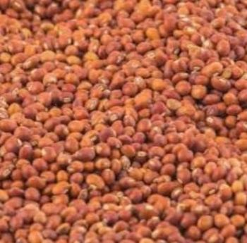 Pigeon pea - Favdip Global Resources Ltd  - Nigeria