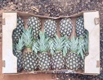 Sugarloaf Benin Pineapple Form Long Color Green Organic Yes Price Term Fob Skin Color Green Flesh Color White Weight (kg) 1.3 - 2 - AST TRADE INTERNATIONAL - France