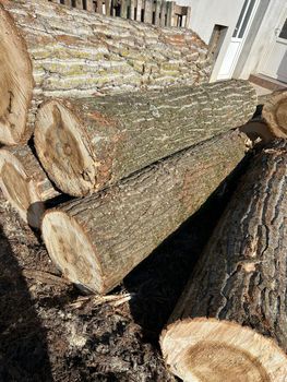 Poplar wood logs from Europe - QHD International Trading - Vietnam