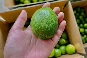 FRESH SEEDLESS LIME Origin Vietnam Juiciness Refreshing Juice Color Bright, Glossy Green Seed Content Absolutely No - Sunrise Ins Vietnam - Vietnam