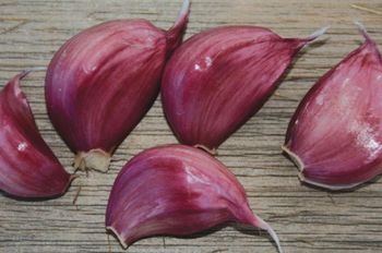 RED AND  VIOLET GARLIC EXPORT FROM UZBEKISTAN - World Import Export Trade LLC - Uzbekistan
