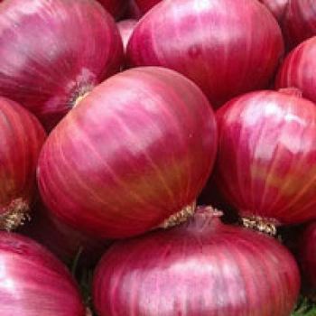 Red onion – product photo, Dried Red Onion products found from trusted suppliers, wholesalers, manufacturers & exporters Listing