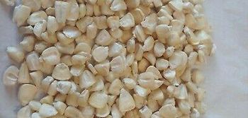 Non GMO White Corn & White Corn Maize for Human & Animal Feed Dried White Maize/Corn - TRADING VM - United States