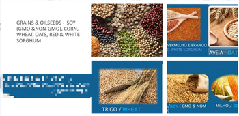 Premium Grains and Oilseeds  Gmo Status Available As Gmo And Non-gmo Grain Type Soybeans, Corn, Wheat, Oats, Red And White - Dimaa Soporte SA de CV - Mexico