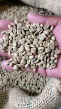 Arabica – product photo, Long Green Beans products found from trusted suppliers, wholesalers, manufacturers & exporters Listing
