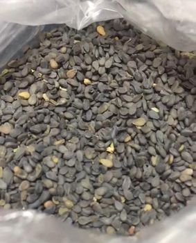Sesame Seeds (Tons - Available) – product photo, Raw Sesame Seeds products found from trusted suppliers, wholesalers, manufacturers & exporters Listing