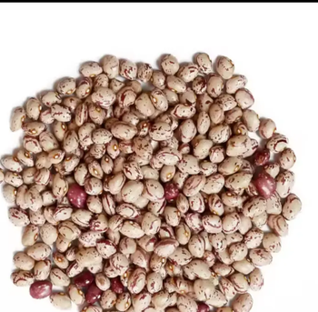 Wholesale Natural Dried Pinto Bean Purple Speckled Kidney Beans For Export  from USA - The Inner City Trading  - United States