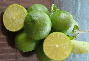 Song Nam Green Seedless Lime in VietNam Color xanh Place of Origin Viet Nam Brand Name Song Nam ITD Co., - Song Nam ITD Co.,LTD - Vietnam