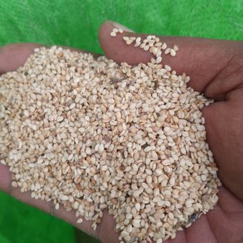 Sesame Seeds – product photo, Raw Sesame Seeds products found from trusted suppliers, wholesalers, manufacturers & exporters Listing