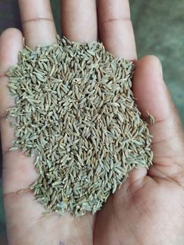 Cumin Seeds Max. Moisture (%) 8 Shelf Life 12 months Place of Origin India Form Whole Seeds And Powder Flavor Profile Warm And Earthy - Shahji International - India