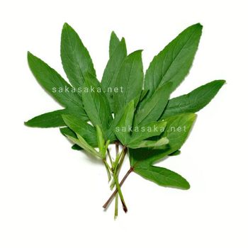 Frozen Sorrel Leaves (Sawa Sawa) - CASSAVA DRAGON COMPANY CO., LTD - Global