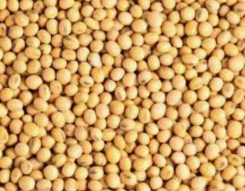 Soybeans  - Favdip Global Resources Ltd  - Nigeria