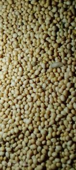 Non-GMO Soybean from PB Agro products Non-GMO Soybean - PB Agro products - Spain