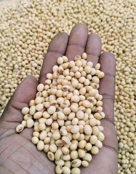 Premium Non-GMO Yellow Soybeans (Grade 1 & 2) | High Oil (21%) & Protein (38%) | Direct Farm - Farmers Cooperative Limited - Tanzania