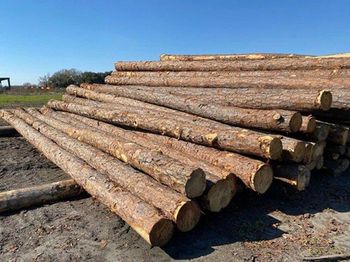 Southern Yellow Pine Logs (SYP logs) Length 11m Grade ABC, Abc Feature Dia 20cm+ Diameter Above 20cm Place of Origin USA - QHD International Trading - Vietnam