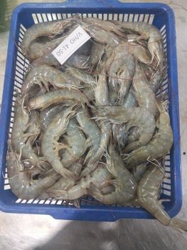 Premium Frozen Vannamei Shrimp (HOSO & PDTO) | Grade A Indonesian Origin | FOB Semarang - PT Indocraft Beauty Abadi - Indonesia