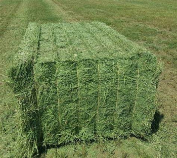 Alfalfa Hay Bales for Buy Top Quality Alfafa Hay for Animal Feeding - HA-Paletten service UG - Germany