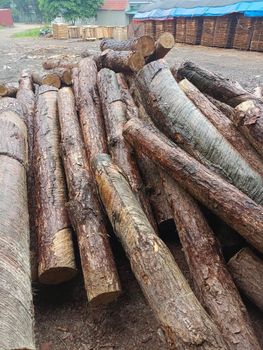 Pine wood logs from Vietnam Grade ABC Place of Origin Vietnam Feature Dia: above - QHD International Trading - Vietnam