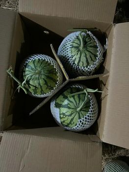 Seedless Watermelon from Moc Chau HighLand JSC Seedless Watermelon - Moc Chau HighLand JSC - Vietnam