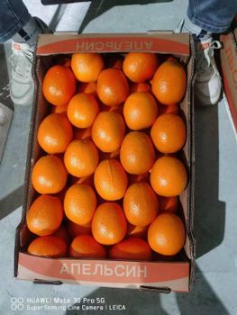 Newhall Navel Orange - Mudanjiang Primo Trading Company - China