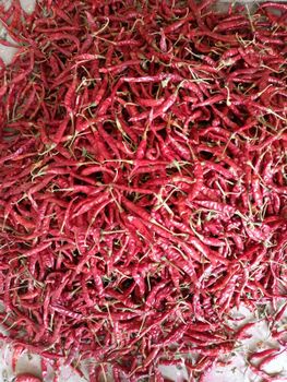 RED CHILLI Color RED Type TEJA Packaging - GALI EXPORT - India