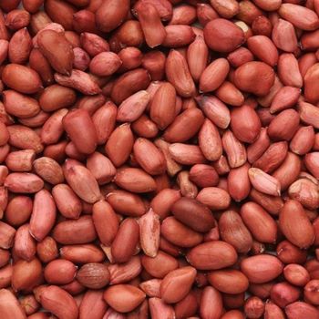 GROUND NUT KARNEL - ATONOVA EXIM - India