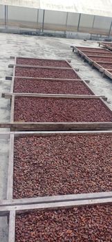 Cocoa bean, dried cocoa seed shell, and powder Grade A Type cocoa bean Packaging jute bag - CV. SURYA JAVA FURNINDO - Indonesia