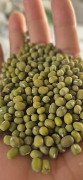 Dried Mung Bean Grade A Flavor Natural Fiber Content High Preservatives None Protein Content High Source Finest Harvests - PT. Sampurna Agro Putra - Indonesia