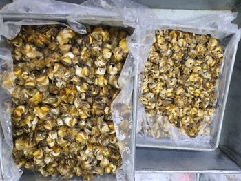 Frozen Sea Snail Packaging MC Place of Origin indonesia - CV. Hokky Makmur - Indonesia