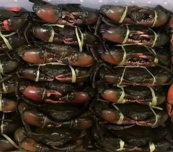 Mud Crab (African and Indian Mud Crab) Grade AA Size 300-500g , 500-800g Packaging styrofoam with water bottled Place of Origin South Africa and - Acefort Ventures - Singapore
