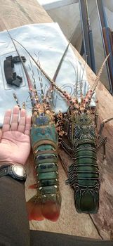 Live Lobsters from Acefort Ventures Live Lobsters - Acefort Ventures - Singapore