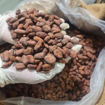 Cocoa Beans – product photo, Fermented Cocoa Beans products found from trusted suppliers, wholesalers, manufacturers & exporters Listing