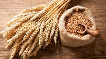 Wheat Grain from Titan Logistics LLC Wheat Grain - Titan Logistics LLC - United States