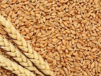 Durum Wheat - TM Terra Trade - Turkey