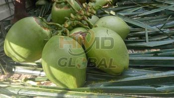 Whole A Grade Fresh Tender Coconut from HMD Global Trading and Logistics Services Private Limited Whole A Grade Fresh Tender Coconut - HMD Global Trading and Logistics Services Private Limited - India