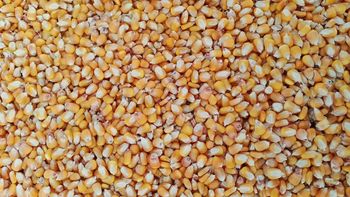 white and yellow maize from GLOBAL B2B IMPORT AND EXPORT TRADE (PTY) LTD white and yellow maize – product photo, Yellow Maize Flour products found from trusted suppliers, wholesalers, manufacturers & exporters Listing